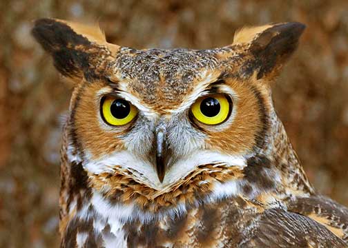 Great-horned owl face