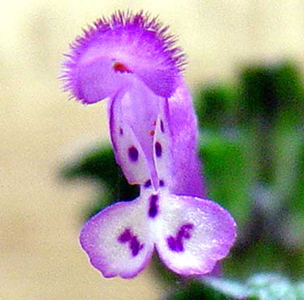 Henbit flower