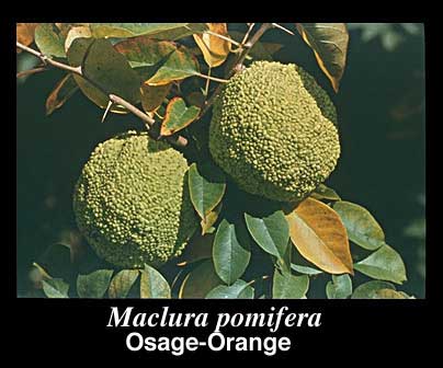 Osage orange fruit