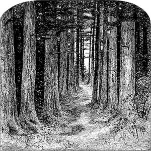 Woods woodcut