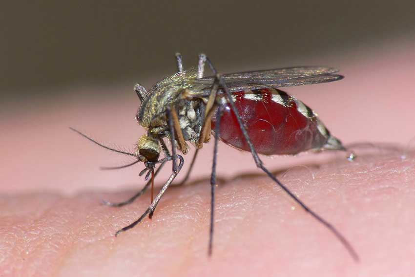 Mosquito feeding