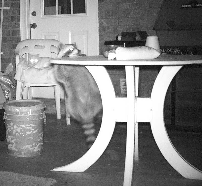 Raccoon on porch table